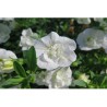 Pianta di Calibrachoa Can Can Rosies light rose (Vaso 14 cm)