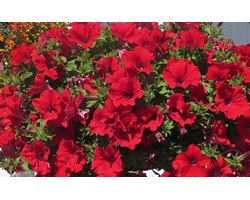 Pianta di Petunia Surfinia trailing red (vaso 14 cm)