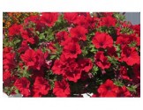 Pianta di Petunia Surfinia trailing red (vaso 14 cm)