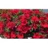 Pianta di Petunia Surfinia trailing red (vaso 14 cm)