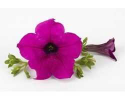 Pianta di Petunia Surfinia purple (vaso 14 cm)