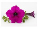 Pianta di Petunia Surfinia purple (vaso 14 cm)