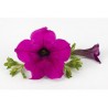 Pianta di Petunia Surfinia purple (vaso 14 cm)