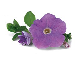 Pianta di Petunia Surfinia sky blue (vaso 14 cm)