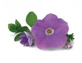 Pianta di Petunia Surfinia sky blue (vaso 14 cm)