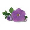 Pianta di Petunia Surfinia sky blue (vaso 14 cm)