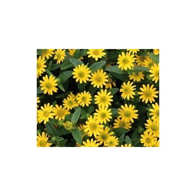 Pianta di Sanvitalia (Vaso 14 cm)