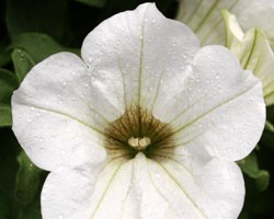 Pianta di Petunia Surfinia white (vaso 14 cm)