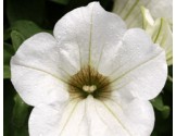 Pianta di Petunia Surfinia white (vaso 14 cm)