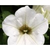 Pianta di Petunia Surfinia white (vaso 14 cm)
