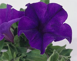 Pianta di Petunia Surfinia velvet blue (vaso 14 cm)
