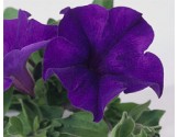 Pianta di Petunia Surfinia velvet blue (vaso 14 cm)