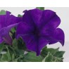 Pianta di Petunia Surfinia velvet blue (vaso 14 cm)