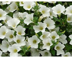 Pianta di Petunia Surfinia table white (vaso 14 cm)