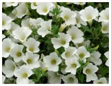 Pianta di Petunia Surfinia table white (vaso 14 cm)