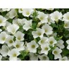 Pianta di Petunia Surfinia table white (vaso 14 cm)