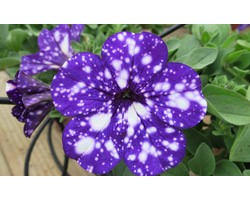 Pianta di Petunia Night sky (vaso 14 cm)