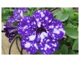 Pianta di Petunia Night sky (vaso 14 cm)
