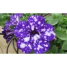 Pianta di Petunia Night sky (vaso 14 cm)