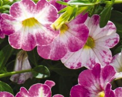 Pianta di Calibrachoa Chameleon Pink sorbet (Vaso 14 cm)