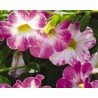 Pianta di Calibrachoa Chameleon Pink sorbet (Vaso 14 cm)