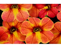 Pianta di Calibrachoa Atomic Orange (Vaso 14 cm)