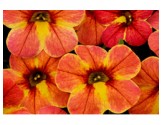 Pianta di Calibrachoa Atomic Orange (Vaso 14 cm)