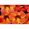 Pianta di Calibrachoa Atomic Orange (Vaso 14 cm)