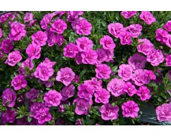 Pianta di Calibrachoa Mini Famous Double PinkMania (Vaso 14 cm)