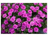Pianta di Calibrachoa Mini Famous Double PinkMania (Vaso 14 cm)