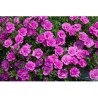 Pianta di Calibrachoa Mini Famous Double PinkMania (Vaso 14 cm)