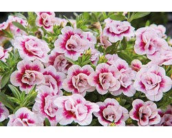 Pianta di Calibrachoa Mini Famous Double PinkTastic (Vaso 14 cm)