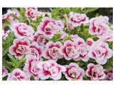Pianta di Calibrachoa Mini Famous Double PinkTastic (Vaso 14 cm)