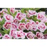 Pianta di Calibrachoa Mini Famous Double PinkTastic (Vaso 14 cm)