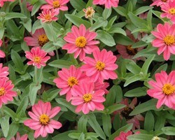 Pianta di Zinnia Profuzion (Vaso 11 cm)