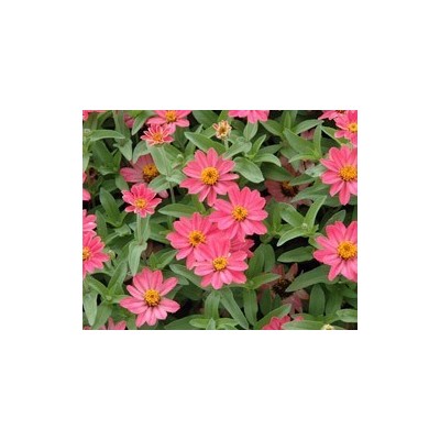 Pianta di Zinnia Profuzion (Vaso 11 cm)