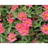 Pianta di Zinnia Profuzion (Vaso 11 cm)