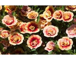 Pianta di Calibrachoa Mini Famous Double orange red (Vaso 14 cm)