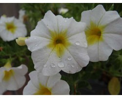 Pianta di Calibrachoa Mini Famous Uno white yellow eye  (Vaso 14 cm)