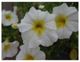 Pianta di Calibrachoa Mini Famous Uno white yellow eye  (Vaso 14 cm)