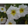 Pianta di Calibrachoa Mini Famous Uno white yellow eye  (Vaso 14 cm)