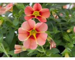 Pianta di Calibrachoa Rave peach  (Vaso 14 cm)