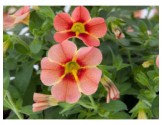 Pianta di Calibrachoa Rave peach  (Vaso 14 cm)