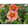 Pianta di Calibrachoa Rave peach  (Vaso 14 cm)