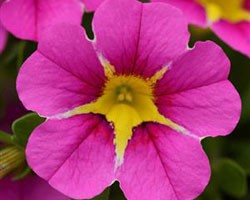 Pianta di Calibrachoa Rave pink 16  (Vaso 14 cm)