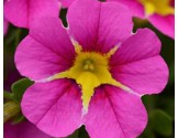 Pianta di Calibrachoa Rave pink 16  (Vaso 14 cm)