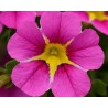 Pianta di Calibrachoa Rave pink 16  (Vaso 14 cm)