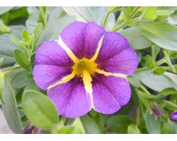 Pianta di Calibrachoa Rave violet (Vaso 14 cm)