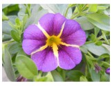 Pianta di Calibrachoa Rave violet (Vaso 14 cm)