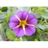 Pianta di Calibrachoa Rave violet (Vaso 14 cm)